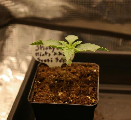 Sticky Berry Mints sensi seeds. Week 2
