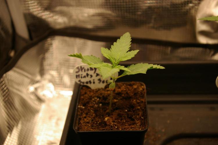 Sticky Berry Mints sensi seeds. Week 2