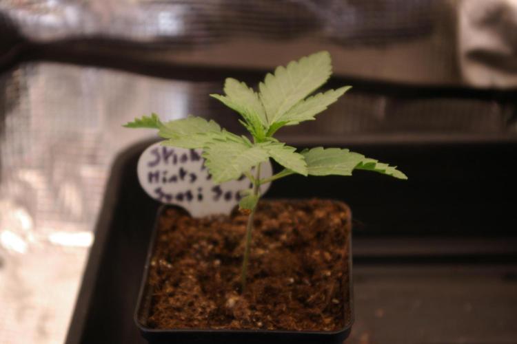Sticky Berry Mints sensi seeds. Week 2