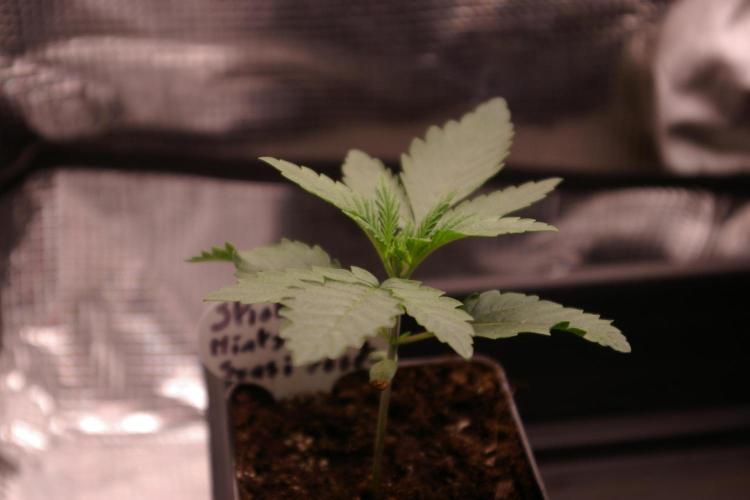 Sticky Berry Mints sensi seeds. Week 2