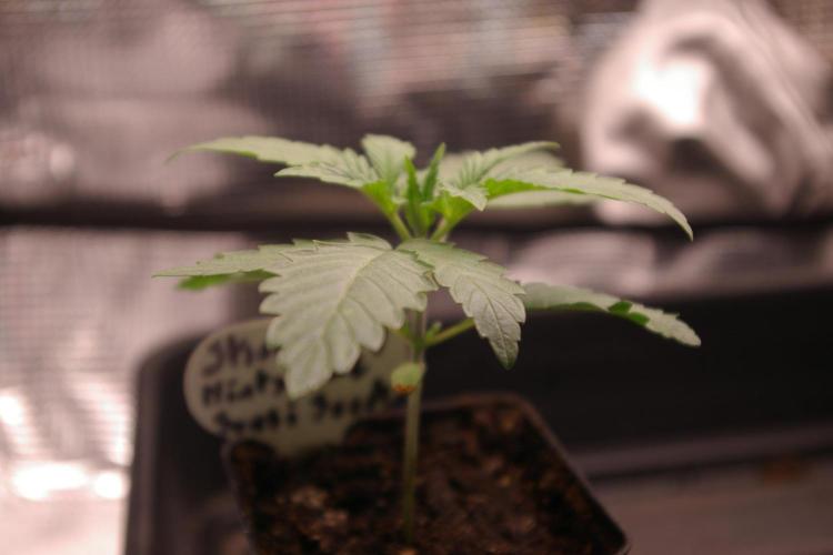 Sticky Berry Mints sensi seeds. Week 2