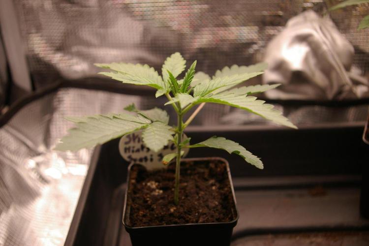 Sticky Berry Mints sensi seeds. Week 2