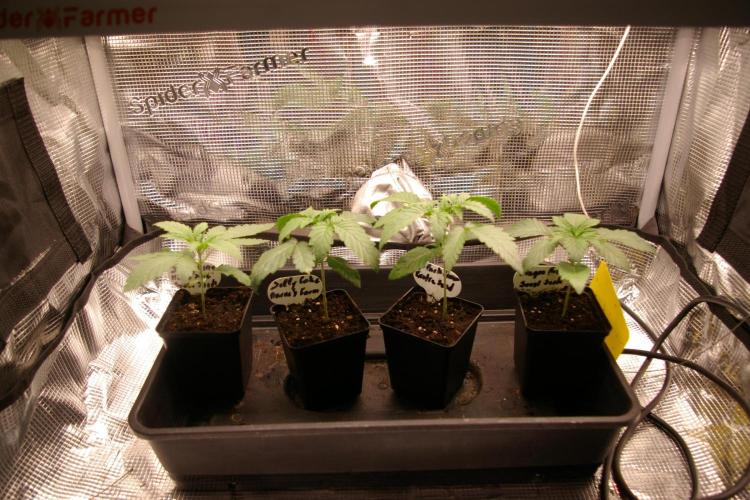 Sticky Berry Mints sensi seeds. Week 2