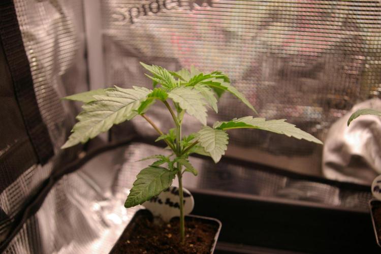 Black Lemon exotic Seed. Week 3