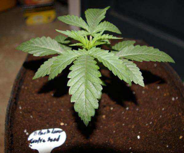 Black Lemon exotic Seed. Week 3