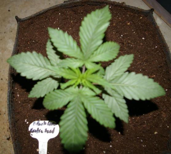 Black Lemon exotic Seed. Week 3
