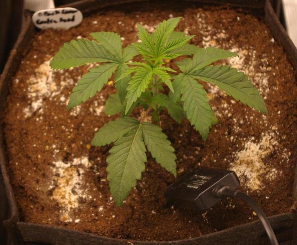 Black Lemon exotic Seed. Week 3