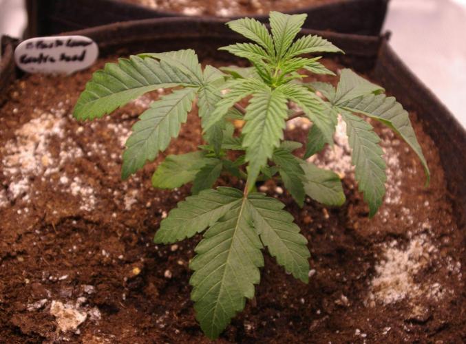 Black Lemon exotic Seed. Week 3