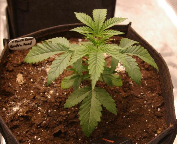 Black Lemon exotic Seed. Week 3