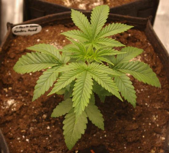 Black Lemon exotic Seed. Week 3