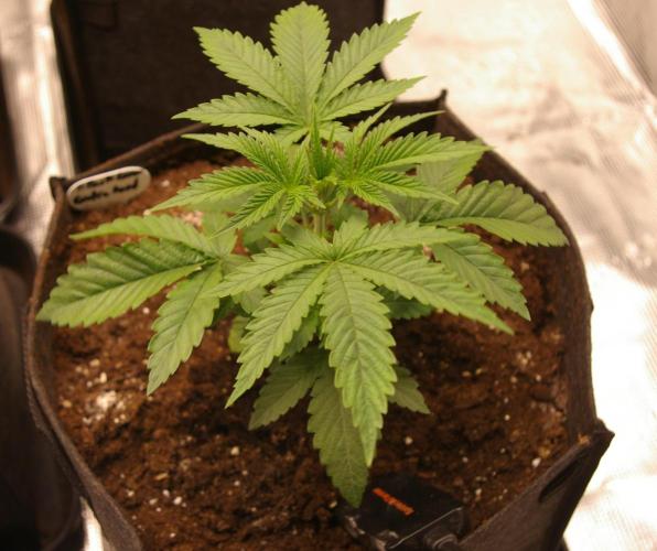 Black Lemon exotic Seed. Week 3