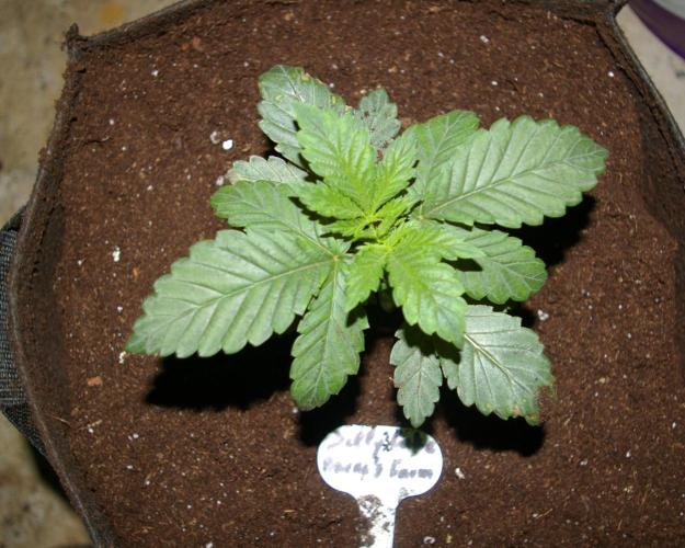 Jelly Cake Barney's Farm. Week 3