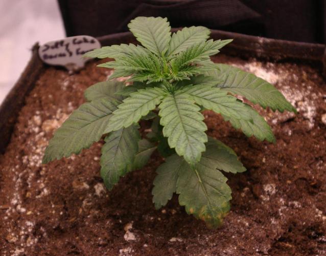 Jelly Cake Barney's Farm. Week 3
