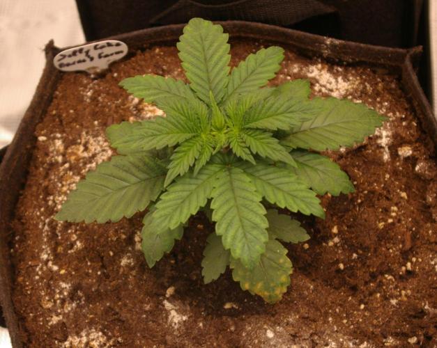 Jelly Cake Barney's Farm. Week 3