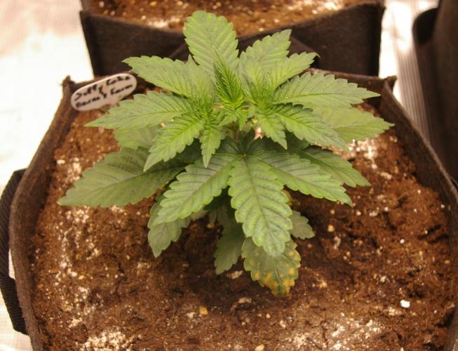 Jelly Cake Barney's Farm. Week 3