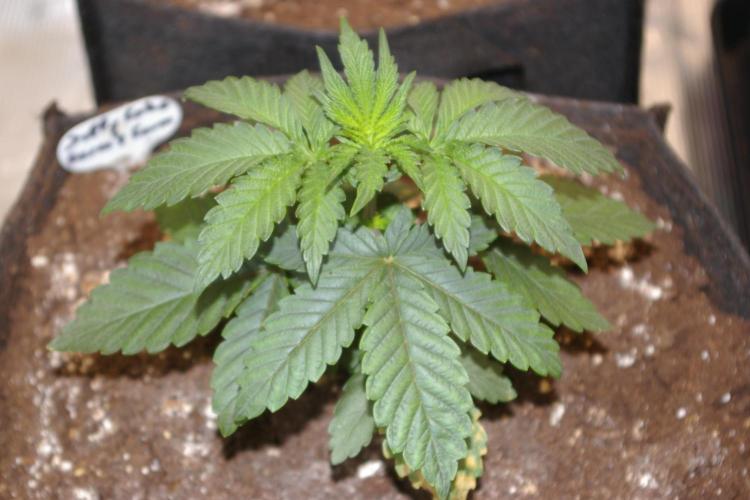 Jelly Cake Barney's Farm. Week 3
