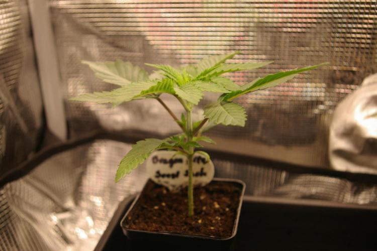 Dragon Milk Sensi Seeds. Week 3