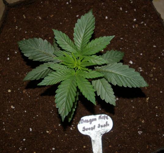 Dragon Milk Sensi Seeds. Week 3