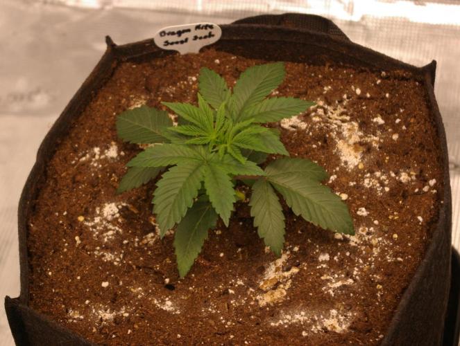 Dragon Milk Sensi Seeds. Week 3