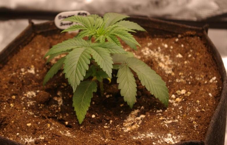 Dragon Milk Sensi Seeds. Week 3