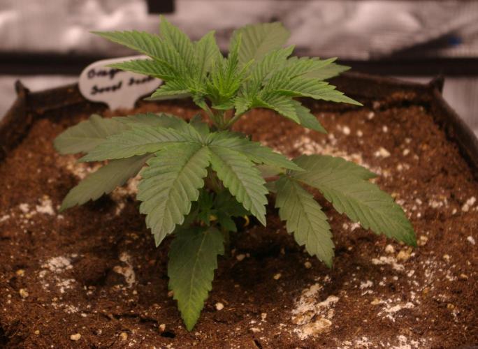 Dragon Milk Sensi Seeds. Week 3