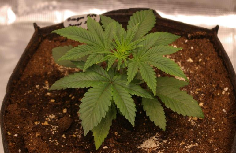 Dragon Milk Sensi Seeds. Week 3