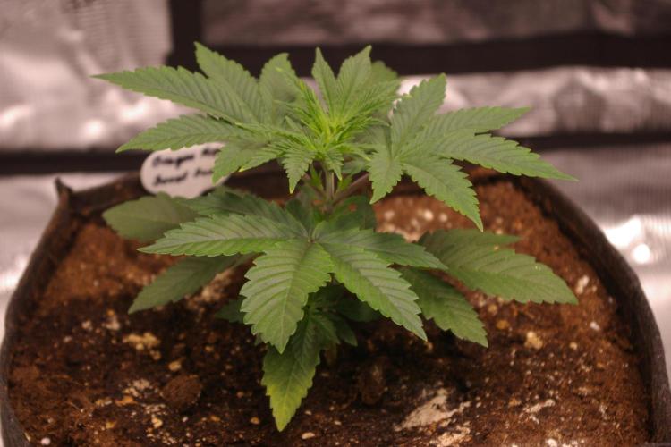 Dragon Milk Sensi Seeds. Week 3