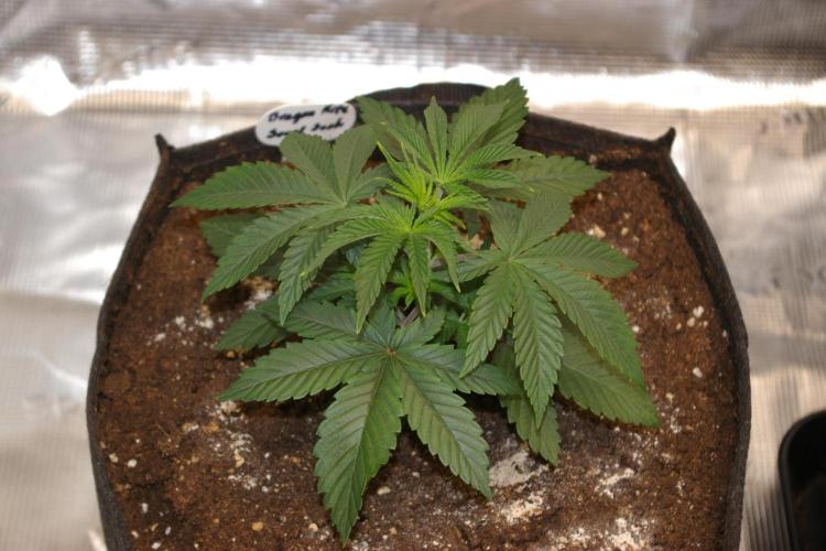 Dragon Milk Sensi Seeds. Week 3