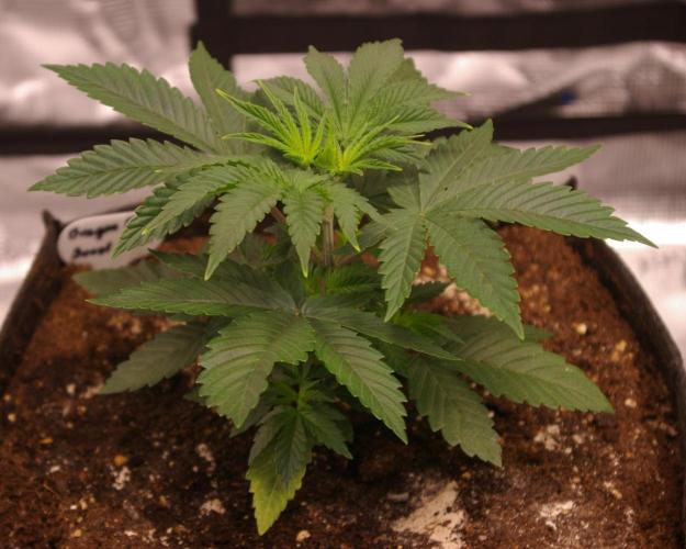 Dragon Milk Sensi Seeds. Week 3