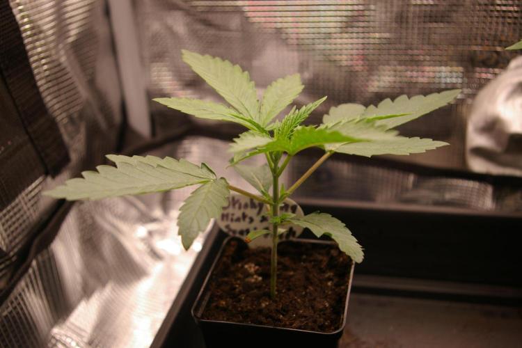 Sticky Berry Mints sensi seeds. Week 3
