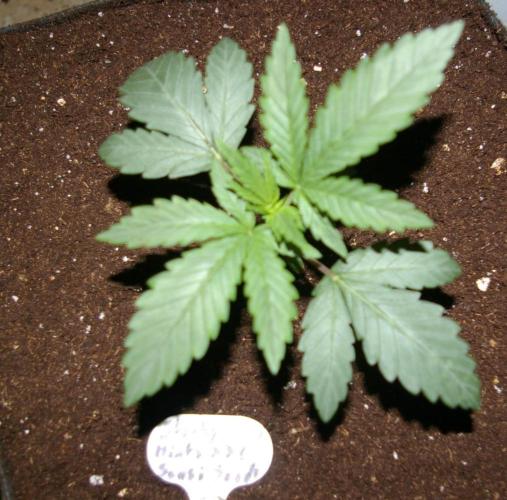 Sticky Berry Mints sensi seeds. Week 3