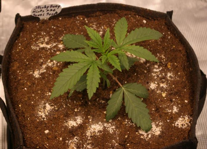 Sticky Berry Mints sensi seeds. Week 3