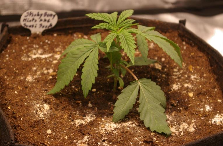Sticky Berry Mints sensi seeds. Week 3