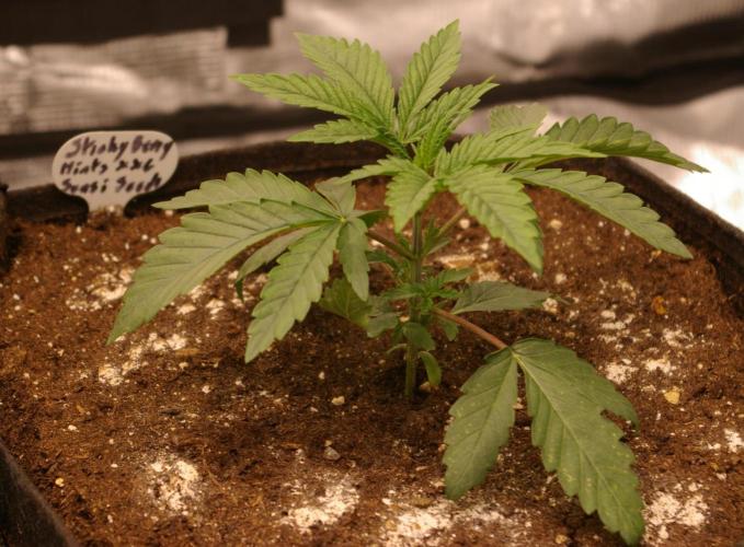 Sticky Berry Mints sensi seeds. Week 3