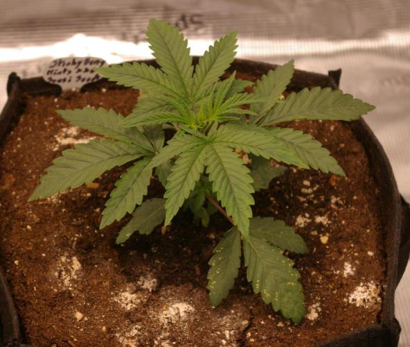 Sticky Berry Mints sensi seeds. Week 3