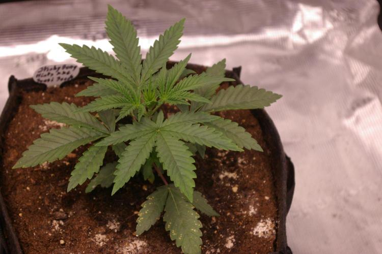 Sticky Berry Mints sensi seeds. Week 3