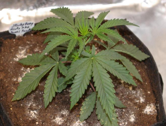 Sticky Berry Mints sensi seeds. Week 3