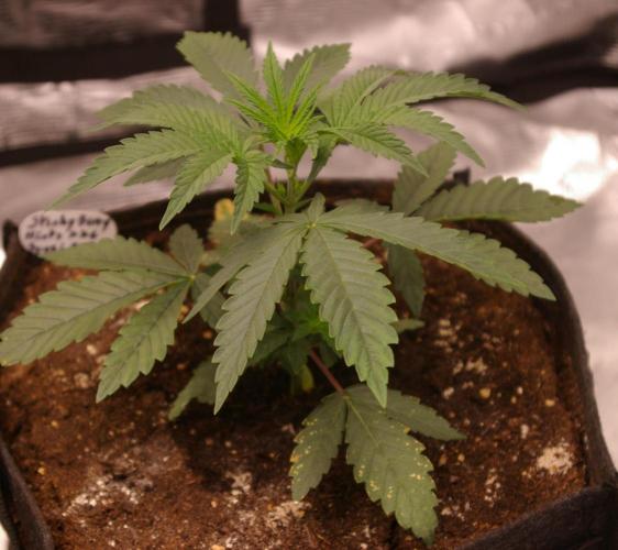 Sticky Berry Mints sensi seeds. Week 3