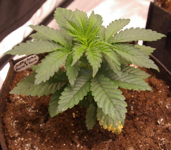 Jelly Cake Barney's Farm. Week 4