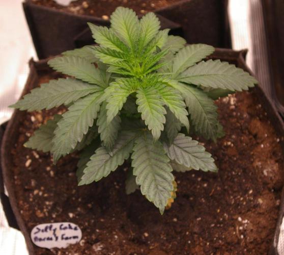 Jelly Cake Barney's Farm. Week 4