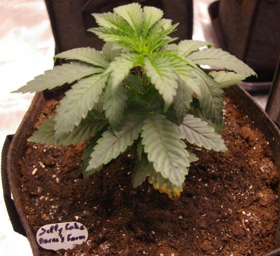 Jelly Cake Barney's Farm. Week 4