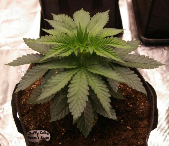 Jelly Cake Barney's Farm. Week 4