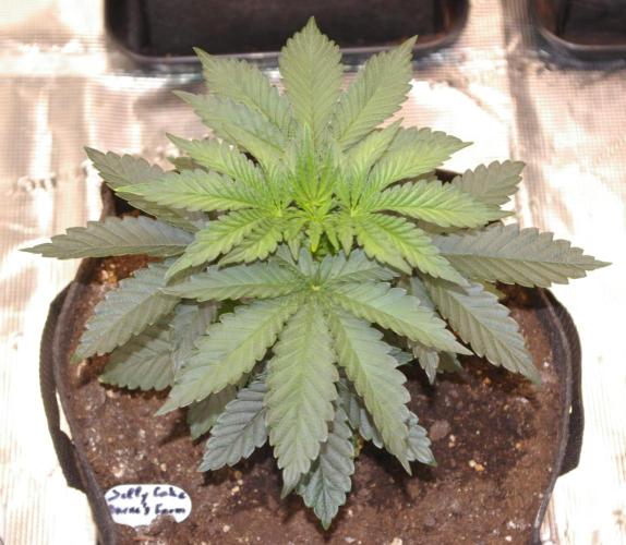 Jelly Cake Barney's Farm. Week 4