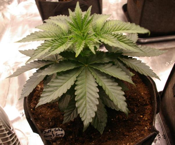 Jelly Cake Barney's Farm. Week 4