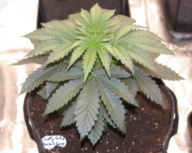 Jelly Cake Barney's Farm. Week 4