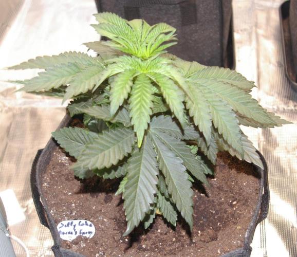 Jelly Cake Barney's Farm. Week 4