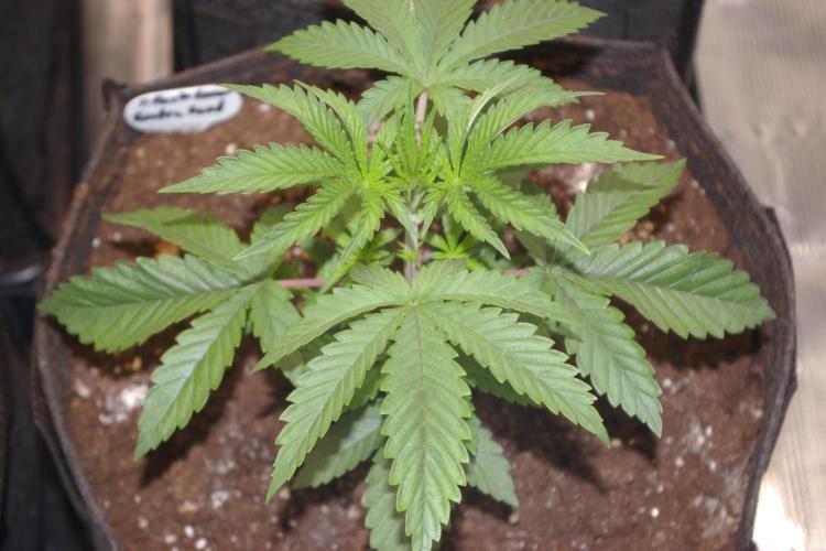 Black Lemon exotic Seed. Week 4