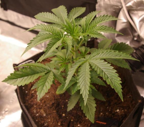 Black Lemon exotic Seed. Week 4