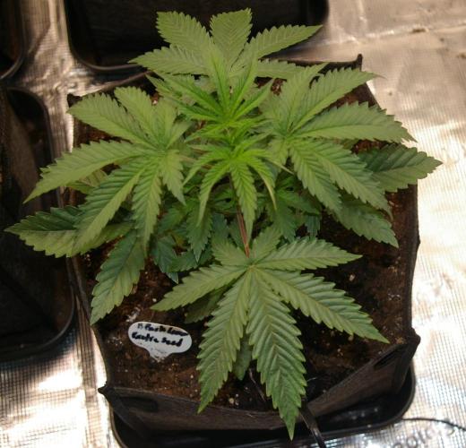 Black Lemon exotic Seed. Week 4
