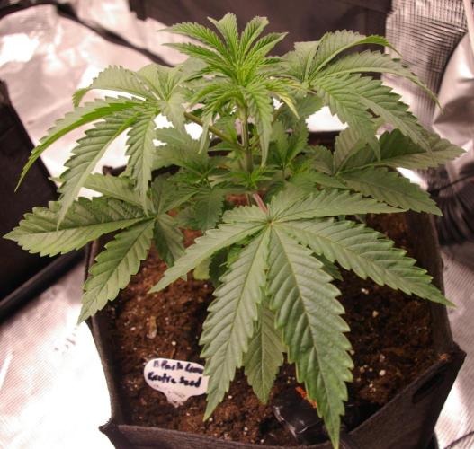 Black Lemon exotic Seed. Week 4